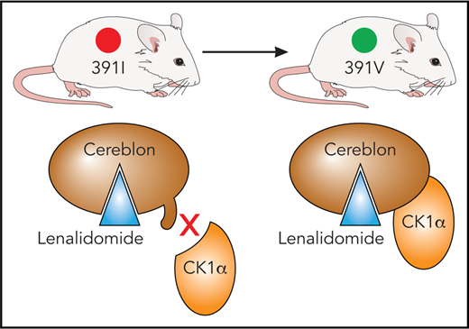 In mice, an isoleucine residue in cereblon may sterically clash with substrate proteins, including CK1α. By using a single I391V amino acid change, Fink et al engineered a mouse model sensitive to the effects of immunomodulatory drugs. Professional illustration by Patrick Lane, ScEYEnce Studios, based on a sketch by James Sanchez, City of Hope.