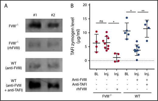 Figure 4. Defective TAFI activation after knee joint injury in FVIII−/− mice. (A) Representative examples (n = 2) of immunoblot signals (originating from the same blot with equal exposure) of zymogen TAFI levels precipitated from plasma samples 2 days after injury of FVIII−/− BALB/c without or with administration of recombinant human FVIII (rhFVIII; 200 IU/kg) or WT C57Bl/6J mice with anti-FVIII antibody (GMA-8015; 0.25 mg/kg) alone or in combination with anti-TAFI antibody (MA-TCK26D6; 3.75 mg/kg). (B) Quantification of plasma zymogen TAFI levels 2 days after injury by immunoblot after pull down in FVIII−/− mice without (n = 9) or with (n = 4) administration of rhFVIII (200 IU/kg) or in WT mice with anti-FVIII antibody (GMA-8015; 0.25 mg/kg) alone (n = 9) or in combination with anti-TAFI antibody (MA-TCK26D6; 3.75 mg/kg; n = 4). Kruskal-Wallis test was used followed by Dunn’s post hoc multiple comparison test to compare experimental mice. *P < .05, **P < .01. ns, not significant.