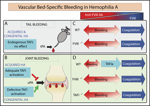 Figure 7. Proposed mechanism of vascular bed–specific bleeding in aHA vs congenital HA. The congenital HA mouse is characterized by excessive tail and joint bleeding. In contrast, the aHA mouse featured a divergent bleeding phenotype existing of excessive tail bleeding but mild joint bleeding. Therefore, the divergent bleeding was vascular bed specific, encompassing different fibrinolytic mechanisms. (A) Endogenous TAFI did not control tail bleeding in either aHA or congenital HA mice, because tail bleeding in aHA was not exacerbated by TAFI gene deficiency. In contrast, antifibrinolytic treatment with exogenous TAFI53 or TXA was able to restore hemostasis after tail resection, suggesting that tPA-driven hyperfibrinolysis contributed to hemophilic tail bleeding. (B) In the joints, the extent of bleeding diverged between aHA (minimal bleeding) vs congenital HA (excessive bleeding), and this difference in bleeding severity was due to the extent of TAFI activation. Residual thrombin formation in aHA provided adequate TAFI activation for bleed protection, but the defective TAFI activation in congenital HA was not associated with bleed protection and instead contributed to severe bleeding. Hemophilic joint bleeding was primarily mediated by uPA and largely unresponsive to treatment with TXA, in contrast to hemophilic tail bleeding. (C-D) Primary mechanisms responsible for achieving hemostasis (coagulation vs antifibrinolysis by TAFIa) for each type of bleeding (tail vs joint) depending on the level of FVIII (or the inverse anti-FVIII antibody level). (C) No differences were observed in the extent of tail bleeding between congenital HA (FVIII−/−) and aHA WT mice (even when treated at a low dose of anti-FVIII antibody). (D) In contrast, joint bleeding in aHA WT mice was minimal but became severe upon elimination of TAFI. Moreover, aHA TAFI−/− mice and congenital HA mice bled to the same extent after joint injury. Therefore, the hemostasis gap between aHA and congenital HA in the joint was due to adequate vs defective activation of TAFI, respectively. This indicated that residual thrombin generation in aHA was insufficient to induce functional coagulation to arrest bleeding but proficient to activate TAFI and achieve hemostasis in the joints. This study points to an important modifying role for TAFI in joint bleeding in hemophilia.
