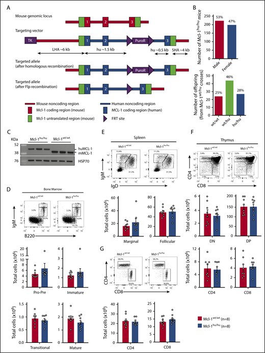 Figure 1. Humanized Mcl-1 mice show no defects under steady-state conditions. (A) Schematic representation of the murine Mcl-1 gene locus, the huMcl-1 targeting vector and the correctly targeted alleles, before and after Flpe-mediated recombination. (B) Offspring sex frequency of Mcl-1hu/hu mice and Mendelian ratios from intercrosses of Mcl-1wt/hu mice. (C) Thymocytes were isolated from Mcl-1hu/hu and Mcl-1wt/wt mice. MCL-1 protein (mouse and human) expression was detected by western blotting. Probing for heat shock protein 70 (HSP70) served as a loading control. (D-G) Single-cell suspensions were prepared from spleen, thymus and bone marrow of Mcl-1hu/hu and Mcl-1wt/wt mice and cell subsets were determined by immunostaining and FACS analysis. Data are presented as mean ± SEM, significance determined by the Student t test. (D) Representative FACS plot of B-cell development in the bone marrow (top) and total cell numbers per femur (bottom panels). Pro-B/pre-B (B220loIgM−), immature B (B220loIgMmid), transitional B (B220lo-hiIgMhi), and mature (B220hiIgMmid) B cells. (E) Representative FACS plot of peripheral B cells in the spleen (top) and total cell number (bottom). B cells defined as follicular (IgM+IgD+) and marginal zone (IgM+IgDlo) B cells. (F) Representative FACS plot analyzing T-cell development in the thymus (top) and total cell numbers calculated for each population (bottom panels). Immature double-negative thymocytes (DN; CD4−CD8−), double-positive thymocytes (DP; CD4+CD8+), and the mature CD4 and CD8 single-positive populations. (G) Representative FACS plot of peripheral T cell distribution (top) in the spleen as well as total cell numbers of CD4 and CD8 single-positive T cell populations (bottom panel). Ig, immunoglobulin.