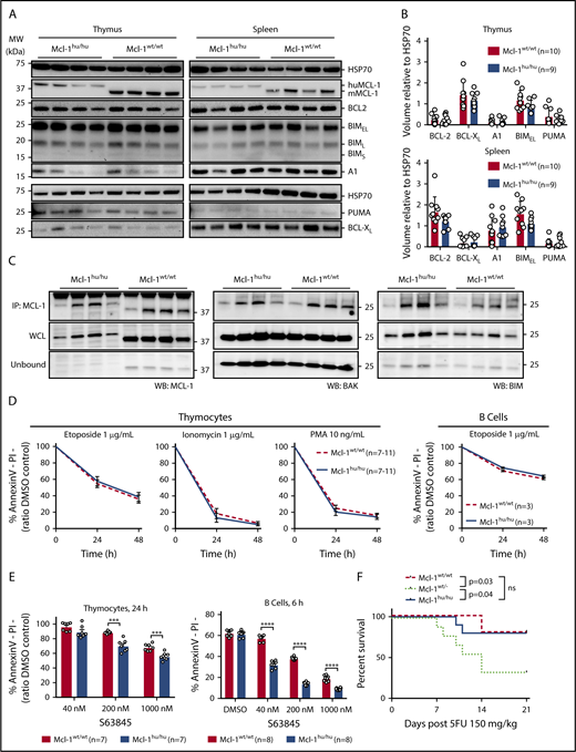 Figure 2. The apoptosis machinery remains intact in humanized Mcl-1 mice. (A) Thymocytes and splenocytes were isolated from Mcl-1hu/hu and Mcl-1wt/wt mice. Expression of MCL-1, BCL-2, BCL-XL, A1, BIM, and PUMA was detected by western blotting. Probing for HSP70 served as a loading control. Representative blots are shown. (B) Quantification of expression levels of BCL-2 family proteins in thymocytes and splenocytes from huMcl-1 (n = 9) and wild-type (n = 10) mice determined by western blotting. Chemiluminescent signals from each protein were normalized to the HSP70 loading control signal and plotted as arbitrary units; significance calculated by multiple Student t tests. (C) Lysates were prepared from thymocytes from huMcl-1 and wild-type mice and subjected to immunoprecipitation with an MCL-1 (binds both the mouse MCL-1 and huMCL-1 proteins) specific antibody. The immunoprecipitated material was immunoblotted for MCL-1 (left panel), BAK (middle panel), and BIM (right panel). Pulled-down fraction shown in top panels with whole-cell lysate (WCL) and unbound fractions shown below. (D) Thymocytes and splenic B cells were isolated from huMcl-1 and wild-type mice and exposed in culture to the indicated cytotoxic stimuli. Cell viability at 24 and 48 hours was assessed by Annexin V/PI staining and FACS analysis. (E) Thymocytes and splenic B cells were isolated from huMcl-1 and wild-type mice and treated with the MCL-1 inhibitor S63845 at the indicted concentrations. Cell viability at indicated time points was assessed by Annexin V/PI staining and FACS analysis. Data are presented as mean ± SEM; significance calculated by multiple Student t tests at each time point; *P < .05, **P < .01, ***P < .001, ***P < .0001. (F) Mice of the indicated genotypes were treated with a single dose of 150 mg/kg body weight 5-FU and survival monitored. Kaplan-Meier curves are shown; statistical analysis was performed by the log-rank (Mantel-Cox) test; *P < .05. DMSO, dimethyl sulfoxide; IP, immunoprecipitation; MW, molecular weight; ns, not significant; WB, western blot.