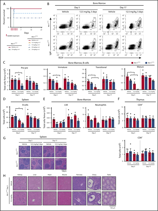 Figure 3. S63845 exerts no enduring toxicity in the huMcl-1 mouse model at the MTD. (A) Kaplan-Meier survival curves of huMcl-1 or wild-type mice treated for 5 consecutive days with vehicle or increasing doses of S63845, as indicated. (B-H) The huMcl-1 and wild-type mice were treated with 5 consecutive doses of 12.5 mg/kg S63845 or vehicle. At 3 or 17 days posttreatment, organs were harvested for analysis. (B-F) Single-cell suspensions were prepared from spleen, thymus, and bone marrow of Mcl-1hu/hu and Mcl-1wt/wt mice and cell subsets were determined by immunostaining and FACS analysis. Data are presented as mean ± SEM, significance determined by the Student t test. *P < .05, **P < .01. (B) Representative FACS plot of B cells in the bone marrow and (C) total cell numbers per femur. B cells defined as pro-B/pre-B (B220loIgM−), immature B (B220loIgMmid), transitional B (B220lo-hiIgMhi), and mature B cells (B220hiIgMmid). (D) Total numbers of B cells in the spleen (B220+) (E) LSK cells (Lineage−SCA-1+c-KIT+) and macrophages/monocytes (MAC-1+GR-1lo) in the bone marrow (F) and mature T cells (CD4+ or CD8+) in the thymus at indicated time points. (G) Representative hematoxylin-and-eosin (H&E)-stained section of spleens from huMcl-1 or wild-type mice that had been treated with 12.5 mg/kg S63845 or vehicle and were harvested at either 3 or 17 days posttreatment. (H) Representative H&E-stained sections of various organs, as indicated, from huMcl-1 mice treated with 5 consecutive doses of 12.5 mg/kg S63845 or vehicle 3 days after treatment had ceased.
