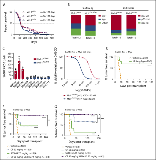 Figure 4. HuMcl-1;Eµ-Myc lymphoma cells are more sensitive to S63845 compared with control Eu-Myc lymphoma cells expressing mouse MCL-1. (A) Eµ-Myc–transgenic mice that were Mcl-1wt/wt, Mcl-1wt/hu, or Mcl-1hu/hu were aged and monitored for tumor-free survival. Kaplan-Meier survival curve shown with median latency for each genotype. (B) Primary wild-type or huMcl-1 Eµ-Myc lymphoma cells were isolated and immunostained for surface Ig (sIg) expression (IgD and/or IgM) and analyzed by flow cytometry. p53 and p19 expression were detected by western blotting. Proportions of p53 wild-type (p53 low-negative, p19 low-negative), p53 knockout (p53 negative, p19 high), and p53 mutant (p53 high, p19 high) are shown. (C) Viability of Eµ-Myc lymphoma cells that are wild-type for Mcl-1 (n = 3, red bars) or homozygous for the huMcl-1 allele (n = 7, blue bars) after treatment with increasing concentrations of S63845. Cell viability was determined by Annexin V/PI staining and FACS analysis. Data points are IC50 values calculated from a range of concentrations (1.6 nM to 1 µM) analyzed in triplicate. (D) Cell viability data generated and shown in panel C were pooled to compare the overall IC50 values of control Eµ-Myc and huMcl-1;Eµ-Myc lymphoma cell lines. Combined IC50 curves for cell lines of each genotype are shown, with IC50 values depicted in the legend. (E-G) Survival curves of huMcl-1;Ly5.1 mice transplanted with huMcl-1;Eµ-Myc lymphomas and treated with vehicle, S63845 alone for 5 consecutive days (E), or S63845 in combination with CP (F-G) (doses as indicated). n indicates the number of recipient mice with number of cell lines tested indicated in parentheses. Significance relative to vehicle shown in graph; significance relative to combination treatment shown on the right. Calculated by Mantel-Cox test. ***P < .001, ****P < .0001. ko, knockout; mut, mutant; ns, not significant; wt, wild-type.