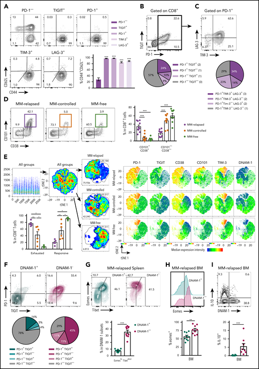 Exhausted CD8+T cells can be defined by lack of DNAM-1 expression in mice with relapsed myeloma after SCT. MM-bearing or naive (MM-free; green) recipients were transplanted as previously described with BM+T grafts from B6 donors. MM-bearing mice were categorized as MM relapsed (purple) or MM controlled (orange) at 6 or 8 weeks after SCT. Mice were sacrificed, BM and spleen were harvested, and CD8+ T cells were analyzed using flow cytometry. FACS plots and histograms are representative. (A-C) Phenotyping performed on CD8+ T cells from BM of MM-relapsed mice. (A) CD44 and CD62L populations in PD-1− or TIGIT+ or PD-1+ or LAG-3+ or TIM-3+ subsets. Frequency of TEFF/EM (CD44+CD62L−) cells within each positive subset was compared with PD-1− cells (n = 5-11 combined from 2 to 4 experiments). (B) Frequency of TIGIT and PD-1 coexpression (n = 13-18 combined from 5 experiments). (C) Frequency of TIM-3 and LAG-3 coexpression on PD-1+ CD8+ T cells from BM of MM-relapsed mice (n = 11 combined from 4 experiments). (D) Frequency of CD101+CD38+ and CD101−CD38− CD8+ T cells (n = 8-11 from 2 experiments) and (E) t-distributed stochastic neighbor embedding (tSNE) analysis and frequency of exhausted and responsive CD8+ T-cell phenotypes in BM of MM-relapsed, MM-controlled, and MM-free mice (n = 4-8; representative of 2 independent experiments). (F) Frequency of PD-1 and TIGIT expression on DNAM-1+ (teal) and DNAM-1− (magenta) subsets (n = 16 combined from 6 experiments). (G) Frequency of EomeshiT-betdim/− CD8+ T cells in DNAM-1+ and DNAM-1− subsets from MM-relapsed mice (n = 10 combined from 2 experiments). (H) Frequency of Eomes expression within DNAM-1+ and DNAM-1− subsets from BM of MM-relapsed mice (n = 10 combined from 2 experiments). (I) Recipients were transplanted with FoxP3-RFP × IL-10-GFP reporter donors. Frequency of IL-10 producing CD8+ T-cells within DNAM-1+ and DNAM-1− subsets in BM of MM-relapsed mice (n = 8 combined from 3 experiments). Data represent mean ± SEM. Mann-Whitney U test. **P < .01, ***P < .001.