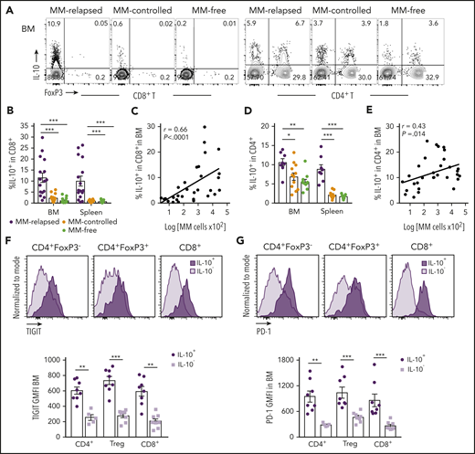T-cell–derived IL-10 is increased in mice that have relapsed after SCT and is associated with exhaustion. MM-bearing or naive (MM-free; green) recipients were transplanted as previously described with BM+T grafts from FoxP3-RFP × IL-10-GFP reporter B6 donors. MM-bearing mice were categorized as MM-relapsed (purple) or MM-controlled (orange) at 8 weeks after SCT. Mice were sacrificed, BM and spleen were harvested, and T cells were analyzed using flow cytometry. (A) Representative FACS plots of IL-10 and FoxP3 expression in CD8+ and CD4+ T cells in the BM. (B) Frequency of IL-10–producing CD8+ T cells in BM and spleen (n = 16-17 combined from 4 experiments). (C) Spearman r correlation of IL-10+CD8+ T cells with MM burden in BM (n = 32 combined from 4 experiments). (D) Frequency of IL-10–producing CD4+ T cells in BM and spleen (n = 8 – 12 combined from 3 experiments). (E) Spearman r correlation of IL-10+CD4+ T cells with MM burden in BM (n = 32 combined from 4 experiments). (F-G) Concatenated histograms of TIGIT and PD-1 expression on IL-10+ and IL-10− cells in CD4+FoxP3−, CD4+FoxP3+ (Treg) and CD8+ T-cell subsets. Geometric mean fluorescence intensity of TIGIT (F) and PD-1 (G) in BM of MM-relapsed mice (n = 8 combined from 3 experiments). Data represent mean ± SEM. *P < .05, **P < .01, ***P < .001 (Mann-Whitney U test).