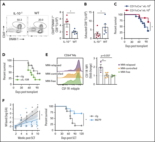 DC-derived IL-10– and CSF-1R–dependent macrophages promote myeloma relapse after SCT. MM-bearing recipients were transplanted as previously described with BM+T grafts from B6 donors. (A-B) MM-bearing recipients were transplanted with IL-10–deficient (IL-10−/−; red) or WT (blue) grafts and CD8+ T cell phenotype was assessed in the BM 4 weeks after SCT. (A) Representative FACS plot and number of activated (CD69+DNAM-1+) and (B) exhausted (DNAM-1−TIGIT+TIM-3+PD-1+) CD8+ T cells (n = 6 from 1 experiment). (C) Survival of MM-bearing recipients transplanted with BM grafts from donors either deficient in CD11c-derived IL-10 (CD11cCre+ × IL-10fl/fl; red) or littermate controls (CD11cCre− × IL-10fl/fl; blue) and sorted WT T cells (n = 13 combined from 2 experiments). (D) Survival of MM-bearing recipients treated with 500 μg cIg (gray) or anti-IL-10R (green) twice a week from week 2 to week 6 after SCT (n = 10 combined from 2 experiments). (E) MM-bearing and MM-free recipients were transplanted with BM+T from CSF-1R-mApple reporter mice. CSF-1R expression on macrophages (CD64+Mϕ) was determined 6 weeks after SCT in the BM (n = 3-5 from 1 experiment). (F) M-band and survival of MM-bearing recipients treated with 400 μg cIg (gray) or anti-CSF-1R (M279; light blue) twice a week from week 2 to week 6 post-SCT (n = 10 combined from 2 experiments). Survival was analyzed using a log-rank test, and M-bands were modeled as described. Data represent mean ± SEM and a Mann-Whitney U test was used for numerical values. *P < .05.