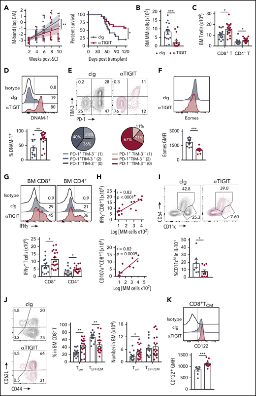 TIGIT blockade promotes myeloma control after SCT. MM-bearing recipients were transplanted as previously described with BM+T grafts from B6 donors. Recipients were treated immediately after transplant with 100 μg anti-TIGIT or cIg per mouse twice a week for 6 weeks. (A) Tumor burden and survival of anti-TIGIT (maroon) – or cIg (gray)–treated mice (n = 19 combined from 3 experiments). Survival was analyzed using a log-rank test, and M-bands were modeled as described. (B-K) MM-bearing recipients were sacrificed 6 weeks after transplant after completion of treatment, and BM and spleen were harvested and analyzed using flow cytometry. FACS plots and histograms are representative. (B) Myeloma (CD19−CD155hi) and (C) CD8+ and CD4+ T-cell numbers in BM. (D) Histogram and frequency of DNAM-1+CD8+ T cells in BM. (E) FACS plot and frequency of TIM-3 and PD-1 expression on CD8+ T cells in the BM. (F) Histogram and geometric mean fluorescence intensity (GMFI) of Eomes expression in BM CD8+ T cells. (G-H) Whole BM was stimulated and IFN-γ and CD107a production was measured by intracellular staining. (G) Histogram and number of IFN-γ+ CD8+ and CD4+ T cells in cIg- and anti-TIGIT–treated mice, and (H) correlation of IFN-γ+ (n = 18 from 3 experiments) and CD107a+ (n = 13 from 2 experiments) CD8+ T-cell number with myeloma cell number in anti-TIGIT–treated mice. (I) Frequency of CD11chiCD64− cells within IL-10-GFP+ myeloid cells in the BM (n = 7-10 from 2 experiments). (J) FACS plots showing CD62L and CD44 expression, and graph showing frequency of TCM (CD44+CD62L+) and TEFF/EM (CD44+CD62L−) CD8+ T cells in the BM. (K) Histogram and graph of CD122 GMFI on CD122+CD8+TCM cells in the BM. In panels B-E, G, and J, n = 14-18 combined from 3 experiments; in panels F and K, n = 9-12 combined from 2 experiments. Data represent mean ± SEM. *P < .05, **P < .01 , ***P < .001 (Mann-Whitney U test).