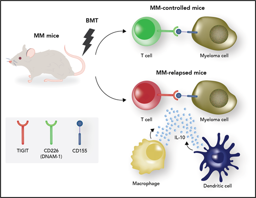 Mechanisms of immune effector dysfunction in myeloma. The myeloma microenvironment in posttransplant relapses is characterized by the presence of TIGIT-expressing dysfunctional T cells displaying attributes of exhaustion (shaded red) as well as interleukin-10 (IL-10)–secreting immature dendritic cells (DCs) and macrophages. T-cell exhaustion can be reversed through blockade of the immune checkpoint TIGIT. The costimulatory counterpart CD226 is expressed by nonexhausted T effectors (shaded green). BMT, bone marrow transplantation; MM, multiple myeloma. Professional illustration by Somersault18:24.