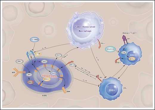Figure 6. Model depicting PD-L1 regulation and mechanism of immune tolerance in DLBCL. In PD-L1+ B-cell lymphoma cells, BCR-mediated NFATc1 activation upregulates IL-10 chemokine expression. Released IL-10 activates the JAK2/STAT3 pathway, leading to STAT3-induced PD-L1 expression. IL-10 antagonist antibody abrogates IL-10/STAT3 signaling and PD-L1 protein expression. BCR pathway inhibition by BTK inhibitors (ibrutinib, acalabrutinib, and BGB-3111) blocks NFATc1 and STAT3 activation, resulting in inhibition of IL-10 and PD-L1 expression. Downregulation of IL-10/PD-L1 signaling could potentially release the immune tolerance brake, allowing anergic T cells to become activated CD8+ cytotoxic T cells and target and destroy tumor cells. This immune tolerance mechanism also could be controlled and regulated by the tumor microenvironment via tumor-associated macrophages that are recruited by the tumor cells through CCL3 and CXCL10 chemokines.