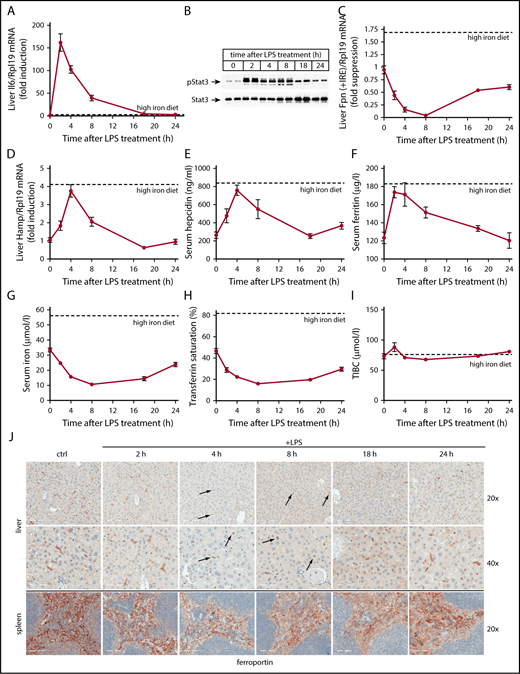 Figure 1. Kinetic analysis of LPS-induced inflammatory responses in wild-type mice. Five-week-old male wild-type C57BL/6 mice (n = 6 for each experimental group) were left untreated or injected with 1 μg/g LPS and sacrificed after 2, 4, 8, 18, or 24 hours. Sera were used for iron biochemistry, and tissues were processed for preparation of RNA and protein extracts or fixed for histology. (A) qPCR analysis of liver Il6 mRNA; (B) western blot analysis of liver pStat3 and Stat3; (C) qPCR analysis of liver ferroportin (Fpn + IRE) mRNA (IRE-containing isoform); (D) qPCR analysis of liver Hamp mRNA; (E) serum hepcidin; (F) serum ferritin; (G) serum iron; (H) transferrin saturation; (I) TIBC. All data in the graphs (A-I) are presented as the mean plus or minus standard error of the mean (SEM). Dotted lines indicate average values obtained from age-matched male C57BL/6 mice (n = 3) fed a high-iron diet for 5 days. (J) Immunohistochemical staining of ferroportin in liver and spleen sections (original magnification ×20 and ×40). Arrows indicate ferroportin internalization in Kupffer cells.