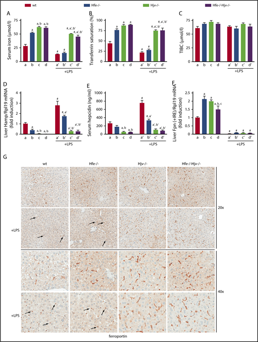 Figure 2. Hjv deficiency abrogates hepcidin-dependent ferroportin internalization and hypoferremic response to acute inflammation. Five-week-old male wild-type (wt), Hfe−/−, Hjv−/−, and double Hfe−/−Hjv−/− mice (all in C57BL/6 background; n = 6 for each experimental group) were injected with either phosphate-buffered saline or 1 μg/g LPS. After 4 hours, all animals were sacrificed; sera were used for iron biochemistry, and tissues were processed for preparation of RNA and protein extracts or fixed for histology. (A) Serum iron; (B) transferrin saturation; (C) TIBC; (D) qPCR analysis of liver Hamp mRNA; (E) serum hepcidin; (F) qPCR analysis of liver ferroportin (Fpn + IRE) mRNA (IRE-containing isoform). All data are presented as the mean plus or minus SEM. Statistical analysis was performed by 2-way ANOVA. Statistically significant differences (P < .05) across genotypes (vs columns a, b, c, a′, b′) are indicated by a, b, c, a′, b′, and across LPS treatment by the pound sign (#). (G) Immunohistochemical staining of ferroportin in liver sections (original magnification ×20 and ×40). Arrows indicate ferroportin internalization in Kupffer cells from LPS-treated wt and Hfe−/− mice.