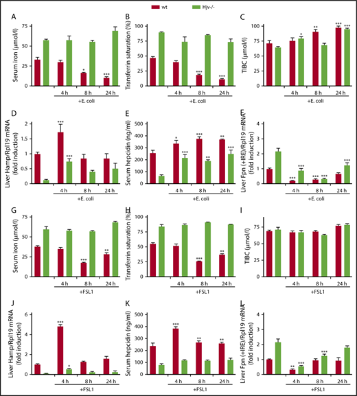 Figure 3. Hjv−/−mice exhibit defective hypoferremic response to infection with E coli or treatment with FSL1. Five-week-old male wt and Hjv−/− mice (n = 6 for each experimental group) were either left untreated or received a footpad injection with 108 CFU E coli SP15, or an intraperitoneal injection with 25 ng/g FSL1, and euthanized after 4, 8, or 24 hours. Sera were used for iron biochemistry and livers were processed for preparation of RNA. (A,G) Serum iron; (B,H) transferrin saturation; (C,I) TIBC; (D,J) qPCR analysis of liver Hamp mRNA; (E,K) serum hepcidin; and (F,L) qPCR analysis of liver ferroportin (Fpn + IRE) mRNA in response to E coli infection (A-F) or FSL1 treatment (G-L). All data are presented as the mean plus or minus SEM. Statistical analysis was performed by 2-way ANOVA. Statistically significant differences between E coli–infected or FSL1-treated mice of each genotype and respective untreated controls are indicated by * (P < .05), ** (P < .01), or *** (P < .001).