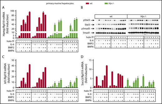 Figure 5. Hjv−/− hepatocytes exhibit impaired Smad signaling in response to BMP6. Primary hepatocytes were isolated from livers of wt and Hjv−/− mice. The cells were cultured in serum-free media and left untreated or pretreated overnight with 30 μM holo-Tf. On the next day, the cells were supplemented (or not) without previous wash with 20 ng/mL murine IL-6, 5 ng/mL human BMP6, or 5 ng/mL human/mouse/rat BMP2, alone or in combinations, as indicated. The incubation was terminated after 4 hours and the cells were harvested and lysed. Hepatocyte RNA and protein extracts were analyzed by qPCR and western blotting, respectively. (A) Expression of Hamp mRNA; (B) levels of pStat3, Stat3, pSmad5, and Smad5; (C) Id1 mRNA; (D) Socs3 mRNA. All data are presented as the mean plus or minus SEM. Statistical analysis was performed by 2-way ANOVA. Statistically significant differences (P < .05) across genotypes are indicated by an asterisk (*).