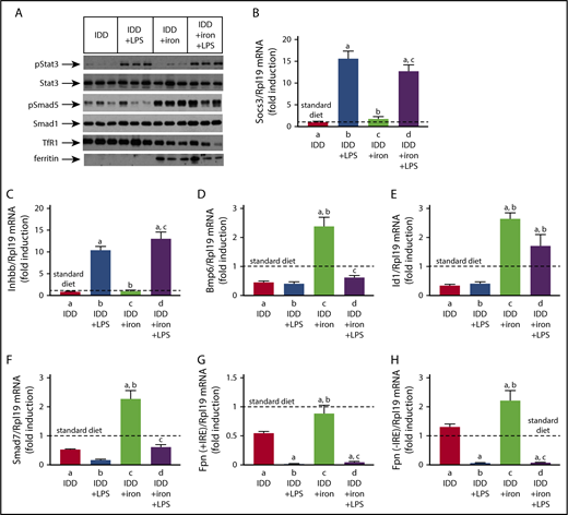 Figure 7. Smad and Stat signaling in LPS-treated mice with variable liver iron content. Liver protein extracts and RNA from mice described in Figure 6 were used for western blotting and qPCR analysis, respectively. (A) Levels of pStat3, Stat3, pSmad5, Smad5, TfR1, and ferritin; (B) Socs3 mRNA; (C) Inhbb mRNA; (D) Bmp6 mRNA; (E) Id1 mRNA; (F) Smad7 mRNA; (G) (Fpn + IRE) mRNA (IRE-containing isoform); (H) (Fpn − IRE) mRNA (isoform lacking IRE). All data are presented as the mean plus or minus SEM. Dotted lines indicate average values obtained from age-matched male C57BL/6 mice (n = 3) on standard diet. Statistical analysis was performed by 1-way ANOVA. Statistically significant differences (P < .05) across treatments (vs columns a, b, c) are indicated by a, b, c.