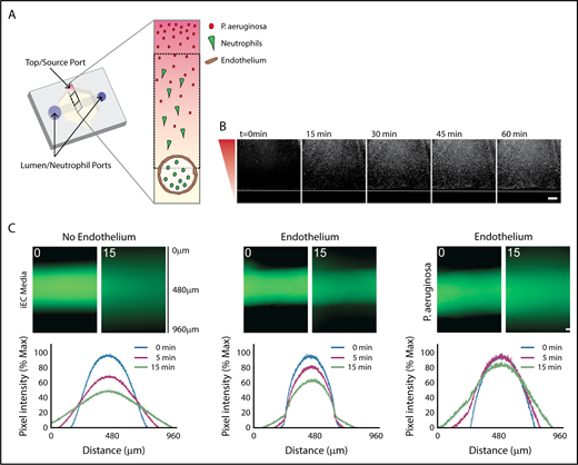 Figure 1. Characterization of in vitro infection model through an endothelial lumen. (A) Schematic of the endothelial lumen infection model shows neutrophils (green) leaving the endothelial lumen and migrating to a source of bacteria (red). Cross-sectional area indicated by the gray box. Black dotted box indicates imaging area. (B) PAK strains expressing mCherry move through the system and reach the lumen by 1 hour. White line indicates the edge of the lumen. Bacterial gradient direction shown in red. (C) FITC-dextran diffusion from lumens at 0 and 15 minutes. Pixel intensity measured across the images and normalized to the intensity of the lumen center at t = 0 minutes. Scale bar, 100 µm for B-C.