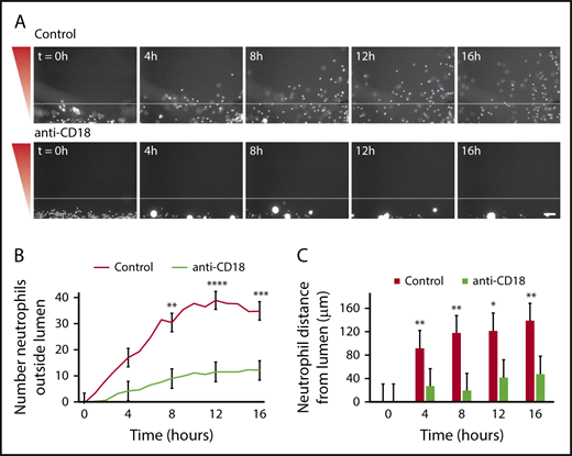 Figure 3. Neutrophil extravasation and migration require β2 integrin signaling. Neutrophils were preincubated with PBS (control) or anti-CD18 (β2 integrin) blocking antibody for 30 minutes before starting the migration experiment, and the experiment was run in the continued presence of the antibody. (A) Representative images of neutrophil migration. Neutrophils stained with calcein AM. Bacterial gradient direction shown in red. White line indicates the edge of the endothelial lumen. Scale bar, 100 µm. (B) The number of neutrophils outside the lumen was counted at 1-hour intervals using particle analysis in FIJI. (C) The distance from the lumen edge was measured for all in-focus neutrophils outside the lumen at 4-hour intervals. Each bar represents the mean plus SEM. Data quantified from 6 lumens (Control) or 5 lumens (anti-CD18) across 3 independent experiments. Asterisks represents significance between conditions at each point. *P < .05; **P < .01; ***P < .001; and ****P < .0001.