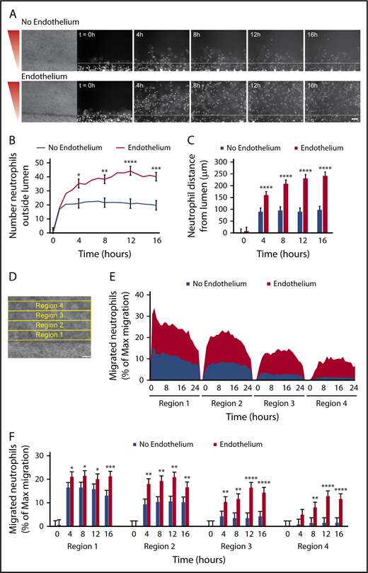 Figure 4. Migration to P aeruginosa requires an endothelium. Neutrophil migration was measured across an unlined lumen (No Endothelium) or an endothelial-lined lumen (Endothelium) to a source of P aeruginosa. (A) Representative images of neutrophil migration. Neutrophils stained with calcein AM. Bacterial gradient direction shown in red. White line indicates the lumen edge. Scale bar, 100 µm. (B) The number of neutrophils outside the lumen was counted at 1-hour intervals, using particle analysis in FIJI. (C) The distance from the lumen edge was measured for all in-focus neutrophils outside the lumen at 4-hour intervals. Each bar represents the mean plus SEM. (D-E) The percentage of migrated neutrophils relative to the maximum number of migrated neutrophils at any point per condition was determined in four, 100-µm regions at increasing distance from the lumen (D) and plotted as an area graph (E). (F) Statistical significance for migrated neutrophils (% maximum migration) in each region was determined at 4-hour intervals. Bars represent the mean plus SEM. All data were quantified from 13 lumens (No Endothelium) or 14 lumens (Endothelium) across 5 independent experiments. Asterisks represents significance between conditions at each point. *P < .05; **P < .01; ***P < .001; and ****P < .0001.