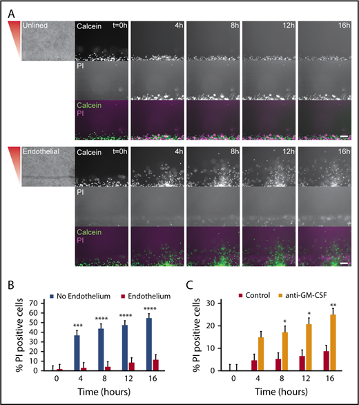 Figure 5. An endothelial lumen increases neutrophil lifetime. Propidium iodide staining was used to monitor neutrophil lifetime in unlined and endothelial-lined lumens. (A) Calcein AM was used to stain neutrophils (green), and PI was used to stain dead cells (magenta). Phase images (left) are shown for lumen edge visualization. The gradient direction is indicated in red. Images are representative of 4 independent experiments. Scale bar, 100 µm. (B) The number of PI-positive cells in the whole image was counted using FIJI and normalized to the number of calcein AM-positive cells at t = 0 hours. (C) The number of PI-positive cells in the whole image was counted using FIJI and normalized to the number of calcein AM-positive cells at t = 0 hours. Bars represent mean plus SEM. All data were quantified from 12 lumens (No Endothelium) or 11 lumens (Endothelium) across 4 independent experiments, and from 9 lumens (Control) or 8 lumens (anti-GM-CSF) across 3 independent experiments. Asterisks represent significance between conditions at each point. *P < .05; **P < .01; ***P < .001; and ****P < .0001.