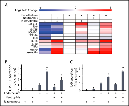 Figure 6. Endothelial cells secrete IL-6 and GM-CSF in response to P aeruginosa. A multiplexed enzyme-linked immunosorbent assay screen was run on lumen-conditioned media from 6 conditions with different combinations of neutrophils, P aeruginosa, and an endothelium. (A) The log2 fold change of protein levels over the endothelial lumen-only condition are displayed as a heat map. Blue indicates lower expression and red indicates increased expression. Condition combinations are indicated on the top of the heat map. Factors measured are listed on the left of the heat map. Four factors (VEGFD, VEGFA, P-selectin, and RANKL) were below the level of detection and are not displayed. (B) The levels of GM-CSF expressed as a fold change over the condition with only an endothelial lumen were plotted. Bars represent least-squared mean plus SEM. Condition combinations are indicated below the graph. (C) The levels of IL-6 expressed as a fold change over the condition with only an endothelial lumen were plotted. Bars represent least-squared mean plus SEM. Condition combinations are indicated below the graph. Data in B and C are the same as for these proteins in A, but displayed with statistics. All data represent 4 independent replicates, with media from 6 lumens pooled per replicate. Asterisks show significance relative to all other conditions, with the level of significance represented as the lowest level for any condition. *P < .05 and **P < .01.