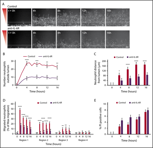 Figure 7. Neutrophil migration requires IL-6 signaling. Neutrophils were preincubated with PBS (control) or anti-IL-6R blocking antibody for 30 minutes before starting the migration experiment, and the experiment was run in the continued presence of the antibody. (A) Representative images of neutrophil migration. Neutrophils stained with calcein AM. Bacterial gradient direction shown in red. White line indicates the edge of the endothelial lumen. Scale bar, 100 µm. (B) The number of neutrophils outside the lumen was counted at 1-hour intervals, using particle analysis in FIJI. (C) The distance from the lumen edge was measured for all in-focus neutrophils outside the lumen at 4-hour intervals. Each bar represents the mean plus SEM. (D) The number of migrated neutrophils (% maximum migration) in each region was determined at 4-hour intervals. (E) The number of PI-positive cells in the whole image was counted using FIJI and normalized to the number of calcein AM-positive cells at t = 0 hours. Bars represent the mean plus SEM. Data quantified from 11 lumens (Control) or 14 lumens (anti-IL-6R) across 4 independent experiments. Asterisks represents significance between conditions at each point. *P < .05; **P < .01; ***P < .001; and ****P < .0001.