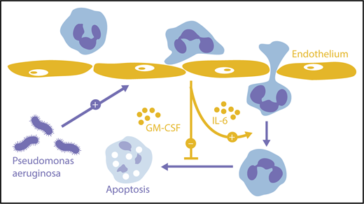 Orchestration of neutrophil transmigration by endothelium. Endothelial cells activated by extraluminal pathogens can provide IL-6 that promotes neutrophil migration deeper into tissues as well as GM-CSF that prolongs neutrophil survival.