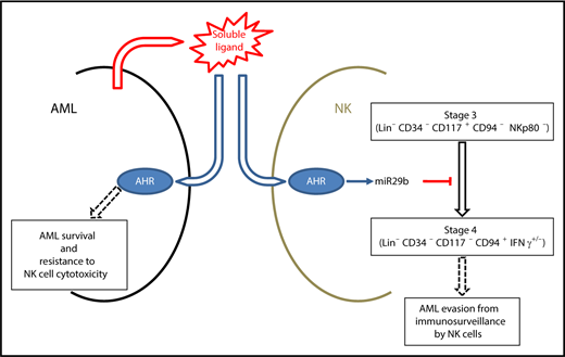 AML can escape NK-cell antitumor responses by stimulating the AHR pathway both in NK and AML cells, which will inhibit NK cell maturation and function and promote AML cell survival.