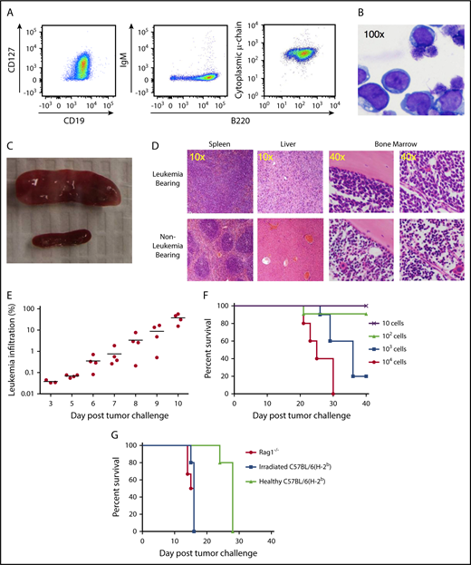 Figure 1. TCF3/PBX1.3 exhibits an immunophenotype and in vivo behavior consistent with pre–B-cell ALL. (A) Cultured TCF3/PBX1.3 cells (analyzed by flow cytometry) demonstrating expression of B-lineage receptors CD19+ and B220+ as well as the immature B-cell marker CD127+ (IL-7Rα) with cytoplasmic μ-chain present but without surface IgM expression. (B) Wright-Giemsa stain of TCF3/PBX1.3 demonstrating typical lymphoblastic morphology. (C) Spleens of C57BL/6 mice 2 weeks after injection of 1 × 105 TCF3/PBX1.3 cells IV (top) or saline (bottom). (D) Histological sections of tissues from mice in panel C stained with hematoxylin and eosin. (E) CD45.1 congenic mice received 1 × 105 TCF3/PBX1.3 cells (CD45.2) IV. At the time points indicated, bone marrow was collected analyzed by flow cytometry for CD45.2+B220+ TCF3/PBX1.3 cells. (F) TCF3/PBX1.3 cells were injected IV at decreasing doses into female C57BL/6 mice. Lethality was confirmed to be leukemia induced at autopsy. (G) Rag1−/−, irradiated (250 cGy) C57BL/6, or unirradiated, immune-competent C57BL/6 mice received decreasing doses of leukemia (P < .004, Mantel-Cox test; irradiated vs healthy) or mice (P < .003, Mantel-Cox test; Rag1−/− vs healthy).