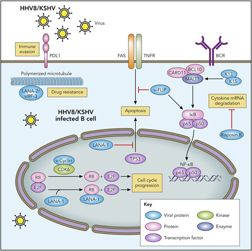 Figure 2. The schema of the proposed mechanism of PEL development. HHV8/KSHV-infected B cells acquire the characteristics of neoplastic change, such as immune evasion, drug resistance, antiapoptosis, cell cycle progression, and cytokine stabilization. Color coding is as follows: viral proteins (light blue), transcription factors (lavender), kinase (light green), enzyme (blue), and proteins (magenta). BCL10, B-cell lymphoma/leukemia 10; BCR, B-cell receptor; CARD11, caspase recruitment domain–containing protein 11; MALT1, mucosa-associated lymphoid tissue lymphoma translocation protein 1; TNFR, TNF receptor. Professional illustration by Patrick Lane, ScEYEnce Studios.