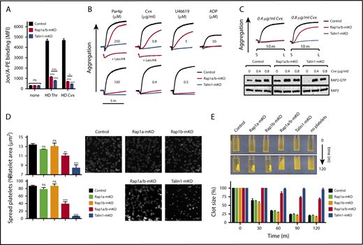 Figure 3. Limited TALIN1-mediated integrin activation in platelets lacking both RAP1 isoforms is not mediated by RAP2 GTPase. (A) Flow cytometric analysis of αIIbβ3 integrin activation (JON/A-PE antibody binding) in Rap1a/b-mKO (Rap1afl/flRap1bfl/flPf4-Cre+) and Talin1-mKO (Talin1fl/flPf4-Cre+) platelets activated with high dose thrombin (HD Thr) or high dose convulxin (HD Cvx) (n = 5). (B) Aggregation response of Rap1a/b-mKO and Talin1-mKO platelets (representative of 4 independent experiments). For high-dose Par4p and convulxin (Cvx) aggregation, the residual aggregation response of Rap1a/b-mKO platelets was completely abolished by preincubation with 30 μg/mL of the αIIbβ3 blocking antibody Leo.H4. (C) Rap2-GTP pull-down assay. Washed platelets stimulated (S) in standard aggregometry with 0, 0.4 μg/mL, or 0.8 μg/mL the GPVI-agonist Cvx were lysed (L) after 10 minutes to measure the levels of active RAP2 by pull-down assay (n = 3). Total RAP2 was determined as loading control. (D) Platelet spreading on fibrinogen. Platelets were incubated in fibrinogen-coated wells and activated with ADP (100 µM), and the extent of platelet spreading was determined after 45 minutes. Representative images of phalloidin-stained platelets are shown (n = 3-5). Scale bars represent 10 μm. (E) Clot-contraction assay. Washed platelets from the indicated knockout mice were added to human platelet-poor plasma in ACD containing 5 mM Ca2+ and 0.2 U/mL thrombin in siliconized cuvettes (n = 3). Representative images of clots at time 0 and 120 minutes are shown (upper panel). The “no platelets” sample contained all components with the exception of washed platelets. *P < .05, **P < .01, ***P < .001. ns, not significant.