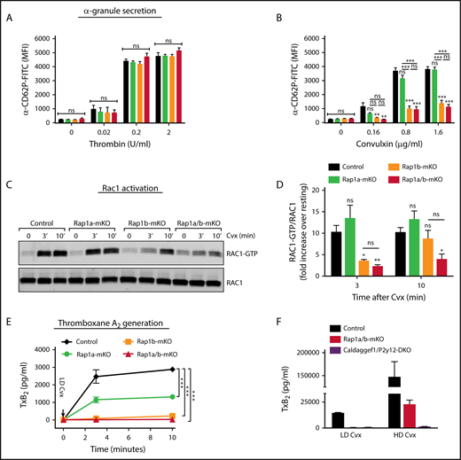 Figure 4. Specific RAP isoforms regulate granule secretion, RAC1 activation, and TxA2 generation. Dose response studies of thrombin-induced (A) or convulxin-induced (B) P-selectin exposure (anti-CD62P binding by flow cytometry; clone RB40.34; BD Biosciences). Data shown are mean fluorescence intensity (MFI) ± SEM of control (Rap1afl/flRap1bfl/flPf4-Cre−; black), Rap1a-mKO (Rap1afl/flRap1bwt/wtPf4-Cre+; green), Rap1b-mKO (Rap1awt/wtRap1bfl/flPf4-Cre+; orange), and Rap1a/b-mKO (Rap1afl/flRap1bfl/flPf4-Cre+; red) platelets (n = 6). (C-D) RAC1-GTP pull-down assay. (C) RAC1 activation was determined by pull-down assay in platelets of the indicated genotype stimulated for 0, 3, or 10 minutes with convulxin (Cvx). Total RAC1 was determined as loading control. Western blot images are representative of 3 independent experiments. (D) The ratio of RAC1-GTP over RAC1 band intensity for the 3 experiments is shown as fold increase over resting. (E-F) TxB2-generation assay. (E) Washed platelets from control, Rap1a-mKO, Rap1b-mKO, and Rap1a/b-mKO mice were stimulated in standard aggregometry (data not shown) with low doses of Cvx (LD Cvx; 0.16 µg/mL). After 0, 3, and 10 minutes of stimulation, samples were withdrawn to measure the levels of TxB2, the stable product of TxA2. (F) In similar experimental conditions, Rap1a/b-mKO and Caldaggef1−/−P2y12−/− platelets were stimulated for 10 minutes with low-dose Cvx (LD Cvx; 0.16 µg/mL) or high-dose Cvx (HD Cvx; 1.6 µg/mL). *P < .05, **P < .01, ***P < .001. ns, not significant.