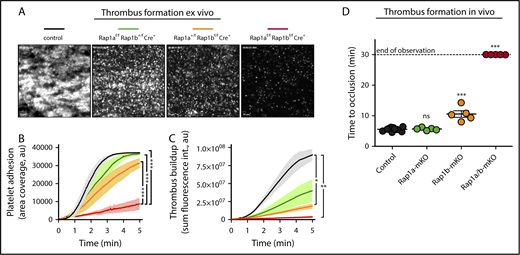 Figure 5. RAP1A and RAP1B are critical for platelet adhesion and thrombus formation under shear conditions ex vivo and in vivo. (A-C) Platelet adhesion to fibrillar collagen ex vivo. Anticoagulated whole blood from control (Rap1afl/flRap1bfl/flPf4-Cre-; black), Rap1afl/flRap1b+/flPf4-Cre+ (green), Rap1a+/flRap1bfl/flPf4-Cre+ (orange), or Rap1afl/flRap1bfl/flPf4-Cre+ (red) mice was perfused over fibrillar collagen type I (200 μg/mL) at venous shear rates (400−s). Adhesion of platelets was monitored continuously. Shown are representative images after 5 minutes of perfusion of Alexa Fluor 488–α-GPIX–labeled whole blood obtained using a Nikon TE300 (Nikon, Tokyo, Japan) microscope equipped with a QImaging Retiga EXi camera (Qimaging, Surrey, BC, Canada) (A), platelet adhesion determined as the area of adhesion coverage ± SEM (B), and thrombus buildup quantified as sum fluorescence intensity ± SEM (C). Analyses were performed using SlideBook 5.0 software (Intelligent Imaging Innovations, Denver, CO). Scale bars in A represent 10 μm. (D) FeCl3-induced thrombosis in the carotid artery. Data shown are the scatter dot plot (line at median) of the time of occlusion (minutes). Blood flow velocity was monitored for 30 minutes with a 0.5-mm Doppler flow probe connected to a Transonic TS420 Flow Module (Transonic, Ithaca, NY); time to occlusion was recorded when blood velocity reached 25% of baseline velocity. All Rap1a/b-mKO vessels never dropped below 25% of baseline flow; thus, they were assigned a time of 30 minutes. *P < .05, **P < .01, ***P < .001. ns, not significant.