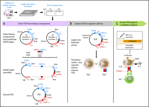 Figure 1. A streamlined approach for identifying and reconstructing TCRs, and testing for specificity to candidate antigens. T cells reactive against antigens are isolated by IFNγ secretion and submitted for single-cell paired TCRαβ sequencing. (A) Dominant TCR clonotypes are individually cloned by joining variable chain plasmid library components and an on-demand oligonucleotide encoding the CDR3 regions (supplemental Figure 1B-D). Linker sequence includes furin, SGSG, and F2A sequence. (B) TCRs are expressed in Jurkat∆αβ cells with an NFAT-luciferase construct (Jurkat∆αβ reporter cells; supplemental Figure 1A,E). (C) TCRs are screened for specificity against candidate antigens, with detection based on IL-2 secretion, CD69 expression, or luciferase activity.