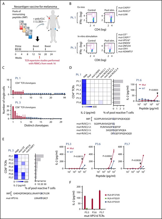 Figure 4. Neoantigen-specific TCR sequences are identified from patients with melanoma immunized with personal neoantigen vaccines. (A) TCR repertoire was assessed in PBMCs collected from melanoma patients (patients 1 and 3) ∼16 weeks after initiation of personalized neoantigen vaccination.27 (B) Neoantigen-reactive CD4+ and CD8+ T cells from patients 1 and 3, respectively, were isolated on the basis of IFNγ secretion after exposure of PBMCs to pools of 15 to 16 mer-length (CD4) and 9 to 10 mer-length (CD8) peptides corresponding to the immunizing peptides (*neoantigens previously demonstrated to be immunogenic based on bulk PBMC analysis). (C) Targeted single-cell TCR sequencing reveals multiple paired TCR sequences enriched in the neoantigen-reactive repertoires of patients 1 and 3. Red for downstream cloning and expression; open triangle for antigen-matched TCRs. (D) One of 6 reconstructed CD4+ TCRs from patient 1 was matched with mut-RUSC2-2 (mapping of this peptide within the original IMP indicated) per detection of reactivity by IL-2 ELISA. Functional avidity of the mut-RUSC2-2-specific P1.6 TCR against mutant and corresponding wild-type (WT) peptide was determined using autologous APCs (P = .0003, by 2-sample t-test with Welch’s correction from 4 technical replicates). (E) Three reconstructed CD8+ TCRs specific for mut-VPS16 were identified from patient 3 per screening by IL-2 ELISA, and mapping of the cognate peptide within the IMP is shown. The peptides to test against the TCRs were selected on the basis of reactivities against the peptides in bulk in vitro cultures (supplemental Figure 3). Functional avidity for mut- and WT-VPS16 by the P3.3, P3.6, and P3.7 TCRs was determined using B721.221 HLA-B*27:05 cell line pulsed with VPS16 peptides by IL-2 ELISA. Significant difference in IL-2 response was measured at 1 μg/mL mut-VPS16 peptide and corresponding WT peptide. (F) HLA-B*27:05 restriction of mut-VPS16 was verified by coculture of TCR-expressing reporter cells with peptide-pulsed K562 cells expressing HLA-A*02:01 or B721.221 cells expressing HLA-A*03:01 or HLA-B*27:05.