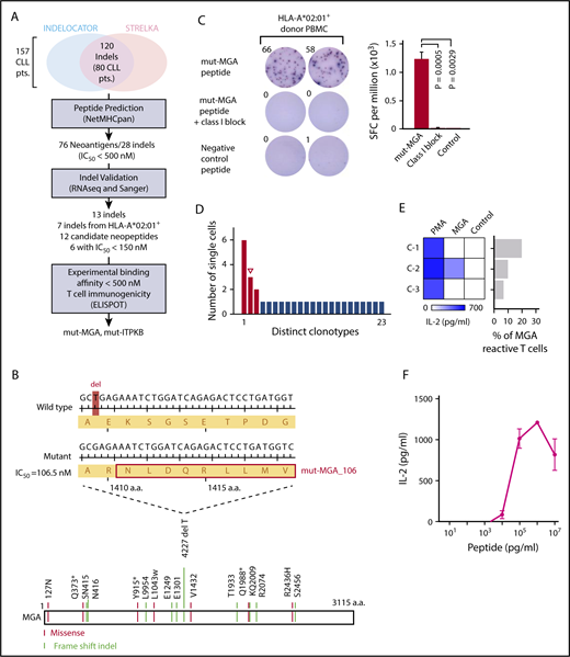 Figure 5. Neoantigen-specific TCR sequences are identified for a newly characterized CLL neoantigen. (A) Summary of filtering process used to identify CLL neoantigens arising from indel mutations. (B) A frameshift deletion in a putative CLL driver MGA (4227 del T) generates a neoantigen, with predicted binding affinity of IC50 = 106.5 nM to HLA-A*02:01. Other mutations identified in 16 patients with CLL shown here were previously described (* denotes nonsense mutation).16 (C) IFNγ ELISPOT confirmed the immunogenicity of mut-MGA_106 peptide in HLA-A*02:01+ healthy donor PBMCs cultured with mut-MGA_106 peptide (P = .0029, compared with control peptide with 1-sided 2-sample t-test). Abrogation of response was observed with class I blocking antibody, W6/32 (P = .0005). (D) Single-cell TCR sequencing identified enriched clones (red for downstream cloning and expression; open triangle for matched mut-MGA_106-specific TCR). (E) Dominant TCRs were cloned and expressed on Jurkat∆αβ reporter cells, and cocultured with autologous APCs pulsed with mut-MGA_106 peptide. One mut-MGA-specific TCR was identified by IL-2 ELISA. (F) Functional avidity of mut-MGA-specific TCR is determined.