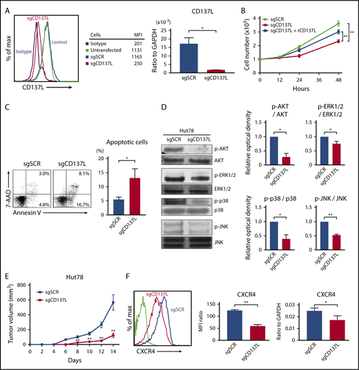 Figure 5. The knockdown of CD137L attenuates cell proliferation, survival, and CXCR4 expression. (A-E) Hut78 cells were transfected with either CD137L-targeting sgRNA (sgCD137L) or control scrambled sgRNA (sgSCR). (A) CD137L expression levels were assayed by flow cytometry and quantitative RT-PCR. MFIs are shown for a representative experiment. (B) Hut78-sgCD137L and Hut78-sgSCR cells (1.0 × 105 per well) were cultured with or without plate-coated recombinant CD137L (10 μg/mL) for 48 hours. Viable cells were counted at indicated time points. (C) Apoptosis (Annexin V+ and 7-AAD−) was evaluated with Annexin V and 7-AAD staining for flow cytometric analysis in Hut78-sgCD137L and Hut78-sgSCR cells. (D) Western blotting analysis was conducted on the lysates of Hut78-sgCD137L and Hut78-sgSCR cells. Phosphorylation of AKT, ERK1/2, p38 MAPK, and JNK was measured. The representative blot from 3 independent experiments. Band intensities were calculated by Image J software. Relative optical density of p-AKT/AKT, p-ERK1/2/ERK1/2, p-p38 MAPK/p38 MAPK, and p-JNK/JNK was calculated and normalized to the value of Hut78-sgSCR cells. Data are presented as mean plus or minus SD. *P < .05, **P < .01. (E) Hut78-sgCD137L or Hut78-sgSCR cells (5.0 × 106) were injected into NSG mice. The tumor volume was calculated using the equation: V = π (L1 × L22)/6, where V = volume (mm3), L1 = longest diameter (mm), and L2 = shortest diameter (mm). Values are means plus or minus SEM (n = 12). **P < .01 by Mann-Whitney U test compared with control group. (F) CXCR4 expression was evaluated by flow cytometry, and quantitative RT-PCR. Representative results are shown. MFI expression was normalized to the MFI expression of isotype-treated cells. Data are presented as mean plus or minus SD. *P < .05, **P < .01.