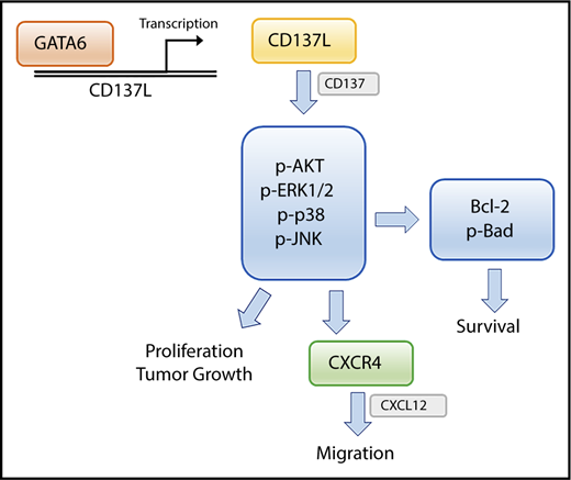 Figure 7. Schematic model of the main findings of this study. GATA6 directly upregulates CD137L gene transcription. CD137-CD137L interactions in CTCL cells promote cell proliferation, survival, and CXCR4-mediated migration through multiple signaling pathways.