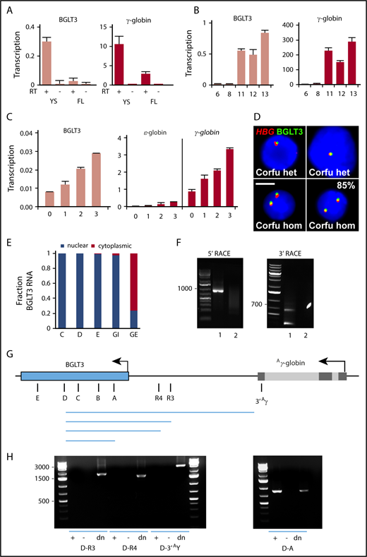 Figure 1. BGLT3 encodes a 1.6-kb transcript that is dynamically cotranscribed with fetal γ-globin genes in erythroid cells in vitro and in vivo. Expression of BGLT3 and γ-globin determined by qRT-PCR in mouse E10.5 yolk sac (YS) and E12.5 fetal liver (FL) (A), CD34+ umbilical cord blood cells during expansion (days 6 and 8) and differentiation in culture (days 11, 12, and 13) (B), and K562 cells during treatment with hemin (C). (D) RNA FISH analysis of fetal hemoglobin–expressing erythroid cells from patients with the Corfu deletion; scalebar, 5 µm. (E) BGLT3 RNA as a fraction of total RNA in K562 nuclear and cytoplasmic fractions determined by qRT-PCR with primer pairs across BGLT3 (panel G shows locations). Intron and exon GAPDH primers (GI, GE) served as control. (F) 5′ and 3′ RACE of messenger RNA from K562 cells; lane 1, RNA; lane 2, control; n = 2 biological replicates. (G) Schematic diagram of Aγ-globin and BGLT3. Black lines show location of primers for panels E and H and Figures 3 and 5. (H) PCR products generated with (+) or without (−) complementary DNA or genomic DNA (dn) from differentiated (day 11) CD34+ cells. Primer sequences listed in supplemental Table 1. het, heterozygous carrier; hom, homozygous patient; RT+/−, with or without reverse transcriptase.