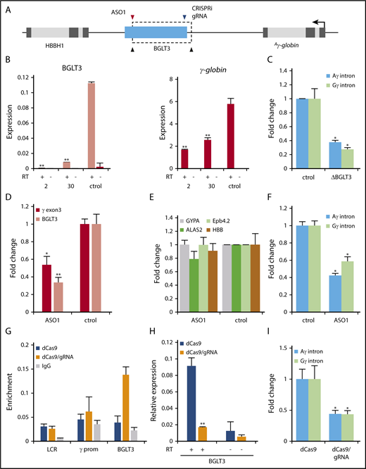Figure 2. Regulation of γ-globin expression by the BGLT3 locus and transcript. (A) Schematic diagram of BGLT3 deletion (dotted rectangle) generated by CRISPR/Cas9 with gRNAs (black arrows) targeting the 5′ and 3′ ends of the BGLT3 gene. Blue arrow indicates position of gRNA used for CRISPRi. Red arrow indicates position of ASO used to reduce BGLT3 transcript. (B) Expression of BGLT3 and γ-globin in homozygous BGLT3 deletion clones 2 and 30 and control cells (ctrol; no gRNA) determined by qRT-PCR. The results were normalized to actin. (C) Expression of Aγ- and Gγ-globin determined with gene-specific intronic primers for BGLT3-deleted clone 2 compared with control cells. (D) Expression of BGLT3 and γ-globin monitored by qRT-PCR after transfection of CD34+ cells with an ASO directed against BGLT3 or control oligonucleotide. (E) Transcription of erythroid marker genes monitored by qRT-PCR after transfection of CD34+ cells with a BGLT3 ASO or control. (F) Aγ- and Gγ-globin expression using gene-specific intron probes after transfection of CD34+ cells with a BGLT3 ASO or control. (G) ChiP-qPCR was performed with an HA antibody and primers within BGLT3 and at nontargeted control loci 3′ HS1 and the γ-globin promoter. (H) Expression of BGLT3 after CRISPRi and for control cells (no gRNA). (I) Aγ- and Gγ-globin expression using gene-specific intron probes in dCas9 cells and dCas9/BGLT3 gRNA cells. Error bars indicate standard deviation; n = 3 biological replicates. Primer sequences listed in supplemental Table 1; antibodies listed in supplemental Table 2. **P < .01 by Student t test. IgG, immunoglobulin G.