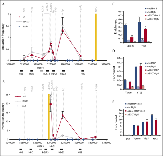Figure 4. BGLT3 deletion affects interaction of γ-globin genes with BGLT3 but not with the LCR. (A) 3C was carried out for ΔBGLT3 K562 cells and control cells with no gRNA (ctrol). The interaction frequency of each fragment with the LCR anchor fragment (yellow bar) is plotted in the middle of the fragment (dotted vertical lines). Blue diamonds, EcoR1 sites. (B) 3C was carried out as in panel A except the anchor fragment was BGLT3. Primer sequences listed in supplemental Table 1. Note that the Gg primer does not distinguish between Gγ and Aγ, and the values presented represent the average normalized signals from both31 (supplemental Figure 4). (C) Control and ∆BGLT3 K562 cells were subjected to ChiP using antibodies against total RNA Pol II (N20) and primers amplifying regions as indicated below the graph. (D) ChIP was carried out as in panel A with antibodies to TBP. (E) ChIP was carried out as in panel A with antibodies to H3K4me3. The results were normalized to the ChIP signal for total histone H3. Error bars indicate standard deviation; n = 3 biological replicates. **P < .01 by Student t test. Primer sequences are listed in supplemental Table 1; antibodies are listed in supplemental Table 2.