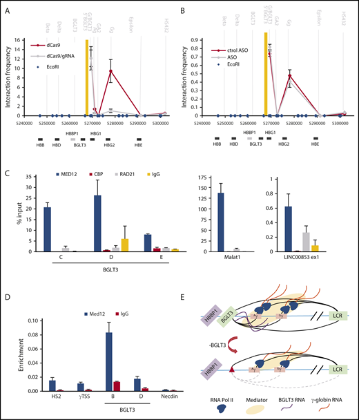 Figure 5. Loss of BGLT3 affects RNA Pol II recruitment to γ-globin genes. (A) 3C was carried out using CRISPRi K562 cells targeted with (dCAS9/gRNA) or without (dCAS9) a specific gRNA with anchor fragment BGLT3. (B) 3C was carried out as in panel A except using K562 cells treated with a BGLT3 specific ASO or a control version (ctrol). Primer sequences are listed in supplemental Table 1. Note that the Gg primer does not distinguish between Gγ and Aγ, and the values presented represent the average normalized signals from both (supplemental Figure 4). (C) RNA-ChIP was carried out using K562 cells and antibodies to CBP, MED12, or RAD21. MALAT1, highly expressed in erythroid cells, and eRNA LINC00853, lowly expressed in K562 cells, served as positive controls for MED12 binding.18,21,55 (D) ChIP-qPCR was carried out for K562 cells with primers across BGLT3 using antibodies to MED12. Locations of BGLT3 primers shown in Figure 1G; primer sequences are listed in supplemental Table 1; antibodies are listed in supplemental Table 2. (E) Model of the BGLT3-containing locus interaction (solid lines) with the γ-globin genes and with the LCR before or after deletion of BGLT3 sequences. Dotted lines represent lost interactions; red triangle represents deletion of BGLT3; wavy orange lines, γ-globin transcripts; wavy purple lines, BGLT3 transcripts.