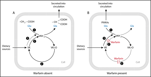Enzyme activities of the vitamin K (VK) cycle in the (A) absence and (B) presence of warfarin. (A) The enzyme γ-glutamyl carboxylase (GGCX) (activity 1) with the cofactor vitamin K hydroquinone (VKH2) facilitates the transformation of peptide-bound glutamate (Glu) to γ-carboxyglutamate (Gla) residues and the subsequent synthesis and secretion of carboxylated VK-dependent proteins. The γ-carboxylation reaction results in the generation of VK epoxide (VK>O), which is reduced to VK quinone by the enzyme VK epoxide reductase (VKOR) (activity 2). VK quinone is then reduced to the VKH2 cofactor by 1 or more unidentified NAD(P)H-dependent reductases (activity 3), or possibly by VKOR itself (activity 2), to complete the cycle. (B) In the presence of a vitamin K antagonist (VKA) such as warfarin, VKOR (activity 2) is inhibited, resulting in the synthesis and secretion of inactive species of undercarboxylated proteins called proteins induced by vitamin K absence or antagonism (PIVKAs). Given sufficient input of vitamin K into the cycle, an alternative quinone reductase pathway (activity 3) can bypass the VKOR to provide the VKH2 substrate for GGCX and hence overcome the inhibitory action of warfarin, even under extreme blockade. Reproduced with permission from Shearer and Okano.3