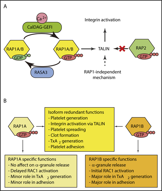 (A) RAP1A and RAP1B are GTPases that act as molecular switches to rapidly activate integrins. RAP1 is activated by the guanine exchange factor CalDAG-GEFI. The GTPase activating protein RASA3 serves as a counterbalance to keep RAP1 signaling quiescent in circulating platelets. Deleting both RAP1A and RAP1B identified RAP1-independent mechanisms for integrin activation that are not mediated by RAP2. (B) RAP1A and RAP1B have overlapping and redundant roles in platelets. TxA2, thromboxane A2. Illustration by Xu Han.