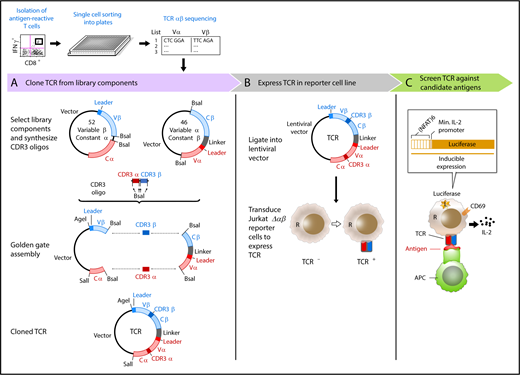 Overview of immunotherapy target discovery approach by Hu et al, including cloning, expression, and screening for T-cell activity against candidate antigens. APC, antigen-presenting cell; IFNγ, interferon-γ; IL-2, interleukin-2; L, lucerifase; Min., minimal; R, reporter. See Figure 1 in the article by Hu et al that begins on page 1911.