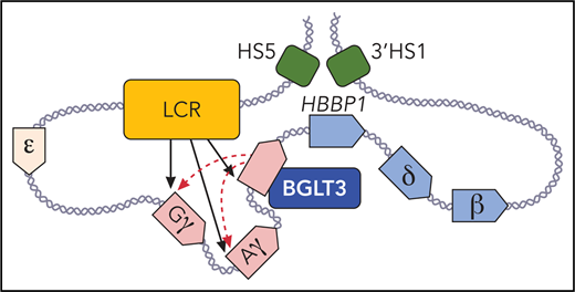 The long noncoding gene BGLT3 helps drive fetal γ-globin expression via its RNA transcript and an enhancer-like activity. BGLT3 contacts the γ-globin promoters and the locus control region (LCR; shown in orange). Fetal expressed γ-globin and BGLT3 genes are depicted in red, and adult expressed δ- and β-globin genes and HBBP1 are shown in blue. DNAse I hypersensitive sites (HS) 5, and 3′ HS1 (in green) that flank the β-globin locus are in physical proximity with the HBBP1 noncoding gene in fetal erythroblasts. Professional illustration by Patrick Lane, ScEYEnce Studios.
