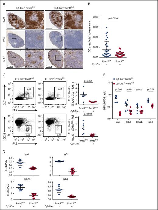 Figure 1. PRMT5 is required for GC formation and affinity maturation. (A) Immunohistochemistry of paraffin-embedded splenic tissue from Cγ1-Cre−/− Prmt5fl/fl and Cγ1-Cre+/− Prmt5fl/fl mice (n = 7 per group) immunized with SRBCs for 10 days. (B) Quantification of PNA+ clusters from panel A. (C) Representative flow cytometry plot showing percentage of GC B cells (GL7+ FAS+ or CD38dim FAS+) gated on live B220+ splenocytes in Cγ1-Cre−/− Prmt5fl/fl and Cγ1-Cre+/− Prmt5fl/fl mice (n = 7 per group) immunized with SRBC as described in panel A. (D) Titers of low-affinity NP-specific immunoglobulin were measured using NP26-BSA in the serum of Cγ1-Cre−/− Prmt5fl/fl and Cγ1-Cre+/− Prmt5fl/fl mice (n = 6 per group) immunized with NP-CGG for 8 days. (E) Ratio of high- to low-affinity NP-specific immunoglobulin detected with NP4-BSA and NP26-BSA, respectively, in NP-CGG immunized Cγ1-Cre−/− Prmt5fl/fl and Cγ1-Cre+/− Prmt5fl/fl mice described in panel D.