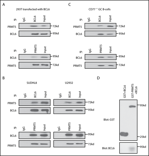 Figure 2. The arginine methyltransferase PRMT5 directly interacts with BCL6. (A) Co-IP experiments for PRMT5 and BCL6 in 293T cells transfected with BCL6. (B) Co-IP experiments for PRMT5 and BCL6 in SUDHL8 and U2932 DLBCL cell lines. (C) PRMT5 and BCL6 interact in normal CD77+ GC B cells, enriched as described in supplemental Materials and methods. (D) GST pull-down assay of recombinant GST-PRMT5 and BCL6-MYC/DDK proteins. Purified GST-PRMT5 or GST proteins were incubated with BCL6-MYC/DDK protein for 12 hours. The coprecipitated BCL6 and PRMT5 proteins were detected by western blot with anti-GST and anti-BCL6 antibodies.