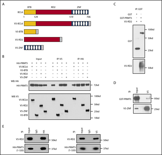 Figure 3. PRMT5 interacts with the RD2 and ZNF domains of BCL6 via its N terminus. (A) Schematic of plasmids encoding either the V5-tagged full-length BCL6 or domains of BCL6 used in panel B. (B) Co-IP experiments of PRMT5 with V5-tagged full-length or BTB/POZ, RD2 and ZNF domains of BCL6. (C) GST pull-down assay of recombinant GST-PRMT5 with BCL6 RD2-V5/His proteins. (D) V5 pull-down assay of recombinant GST-PRMT5 with BCL6 ZNF-V5 proteins. (E) RD2 domain of BCL6 interacts with the catalytically active N terminus of PRMT5 (residues 1-320).