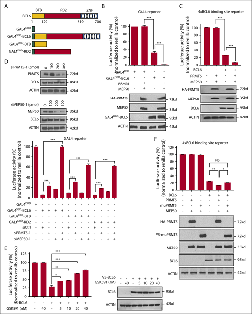 Figure 4. PRMT5 and MEP50 mediate the repressive activity of the BCL6 RD2 domain. (A) Schematic of plasmids encoding the GAL4 DNA-binding domain (GAL4DBD) fused to either full-length BCL6 or domains of BCL6 used in panels B and D. (B) GAL4 luciferase reporter assays in 293T cells transfected with plasmids encoding GAL4DBD-BCL6 and PRMT5/MEP50. Western blots demonstrate representative expression of GAL4DBD-BCL6, PRMT5, and MEP50 following expression of corresponding expression vectors. All the experiments were repeated 3 times in triplicate. ***P < .001. (C) 4xBCL6 binding site luciferase reporter assays in 293T cells transfected with plasmids encoding BCL6 and PRMT5/MEP50. Western blots demonstrate representative expression of BCL6, PRMT5, and MEP50 following expression of corresponding expression vectors. All the experiments were repeated 3 times in triplicate. ***P < .001. (D) GAL4 luciferase reporter assays in 293T cells transfected with full-length GAL4DBD-BCL6, GAL4DBD-BTB/POZ, or GAL4DBD-RD2 domains of BCL6 in the presence or absence of cotransfected PRMT5/MEP50 siRNAs from GE Dharmacon (Lafayette, CO). Western blots demonstrate representative expression of PRMT5 and BCL6 or MEP50 and BCL6 following transfection of increasing concentrations of PRMT5 siRNA-1 and MEP50 siRNA-1, respectively. All the experiments were repeated 3 times in triplicate. ***P < .001. Independent siRNA to PRMT5 and MEP50 shown in supplemental Figure 3. (E) 4xBCL6 binding site luciferase reporter assays in 293T cells transfected with plasmids encoding BCL6 alone or in the presence of GSK591 (*P < .05; **P < .01; ***P < .001). (F) 4xBCL6 binding site luciferase reporter assays in 293T cells transfected with plasmids encoding BCL6, PRMT5, or catalytically inactive PRMT5 mutant (G367A/R368A, muPRMT5). Western blots demonstrate representative expression of BCL6, PRMT5, and muPRMT5 (G367A/R368A) following expression of corresponding expression vectors. All the experiments were repeated 3 times in triplicate. *P < .05; **P < .01.