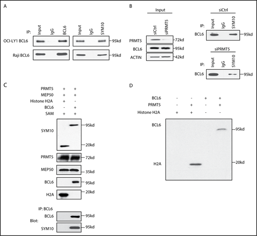 Figure 5. PRMT5 directly dimethylates arginines of BCL6 in lymphoma. (A) IP for BCL6 and symmetric arginine dimethylation (SYM10) in lymphoma cell lines OCI-LY1 and Raji reveals symmetric arginine dimethylation of BCL6. (B) Knockdown of PRMT5 with specific siRNA decreases BCL6 symmetric arginine methylation. Raji cells were transfected with PRMT5 or control siRNAs followed by IP with symmetric arginine dimethylation (SYM10) antibody and immunoblotting with BCL6 antibody. Also shown are western blots with indicated antibodies from the same cells. (C) In vitro methyltransferase assay with recombinant PRMT5, MEP50, and BCL6 or H2A proteins. The proteins were blotted with the indicated antibodies. In addition, the reaction mixture was immunoprecipitated with BCL6 antibody and blotted with antibodies for symmetric arginine dimethylation (SYM10) and BCL6. (D) In vitro thymidine incorporation methyltransferase assay with recombinant PRMT5 and BCL6 or H2A proteins.