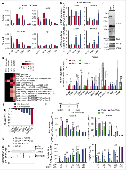 Figure 7. PRMT5 recruits BCL6 to its target genes to induce gene repression. (A) Enrichment of BCL6, SMRT, HA-tagged PRMT5, and IgG at BCL6 targets in OCI-LY1 cells treated with vehicle or 200 nM GSK591 for 72 hours. *P < .05; **P < .01. (B) Messenger RNA abundance of BCL6 target genes in OCI-LY1, OCI-LY7, SUDHL4, and SUDHL6 cells treated with vehicle or 200 nM GSK591 for 96 hours. *P < .05; **P < .01. (C) Immunoblot demonstrating inhibition of SDMA using the SYM10 antibody at 72 hours after treatment with 200 nM GSK591. IP demonstrating decrease in symmetric dimethylation of BCL6 shown in supplemental Figure 7A. (D) Pathway analysis of gene expression changes in SUDHL6 cells treated with vehicle or 200 nM GSK591 for 24 or 96 hours. The Fisher exact test was used to calculate enrichment P values for each gene set, and the Benjamini-Hochberg method was used for false discovery rate control. (E) GSK591 concentration that results in 50% growth inhibition (GI50) of BCL6-dependent and BCL6-independent DLBCL cell lines treated with vehicle or increasing concentrations of GSK591 for 6 days. Raw growth inhibition curves of GSK591 alone are shown in supplemental Figure 8A. (F) Messenger RNA abundance of BCL6 targets in OCI-LY1 cells with combined treatment of 25 μM FX1 and 200 nM GSK591 for 48 hours. *P < .05; **P < .01 relative to vehicle. †P < 0.05; ††P < .01 relative to each drug alone. (G) Combination indexes of the BCL6 inhibitor FX1 with GSK591 after treating cells with increasing concentrations of GSK591 for 6 days and FX1 for 2 days. Data are representative of 3 triplicates ± standard error of the mean (SEM). Raw growth inhibition curves of each drug alone and in combination are shown in supplemental Figure 8C. (H) Mean fluorescence intensity of carboxyfluorescein diacetate succinimidyl ester of live CD19+ (GhostDye− or DAPI−) human DLBCL samples on day 6 after cells were exposed to GSK591 on day 0 then treated with FX1 3 days later. Data representative of 3 triplicates ± SEM. *P < .05; **P < .01 relative to VEH. †P < 0.05; ††P < .01 relative to each drug alone. (I) Cell viability (GhostDye− or DAPI−) of CD19+ human DLBCL from panel H. Data are representative of 3 triplicates ± SEM. *P < .05; **P < .01 relative to vehicle. †P < .05; ††P < .01 relative to each drug alone. FACS, fluorescence-activated cell sorting; FL, follicular lymphoma; MFI, mean fluorescence intensity; MHC, major histocompatibility complex; mRNA, messenger RNA; VEH, vehicle.